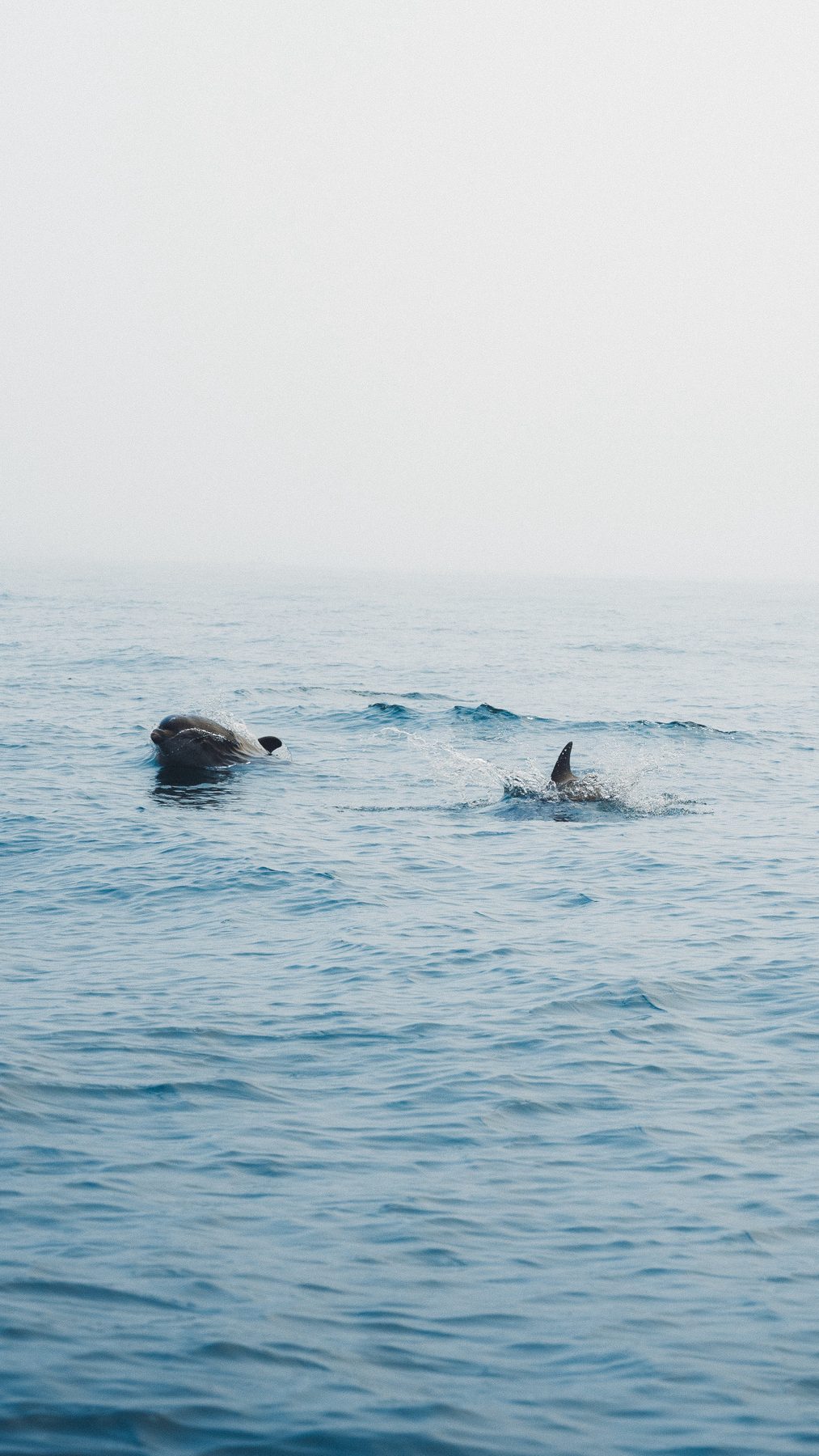 Dolphins in the ocean