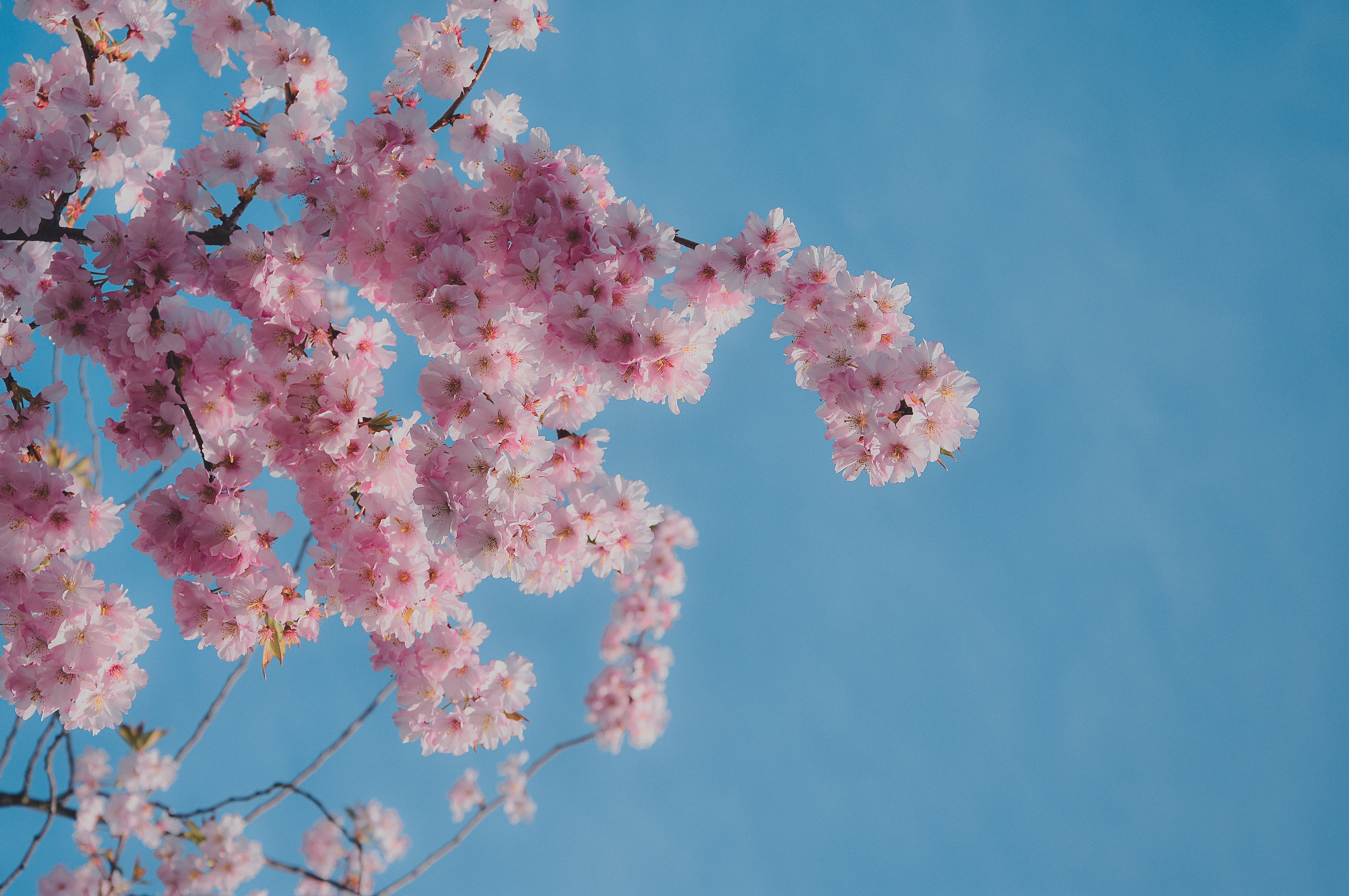 Cherry blossoms